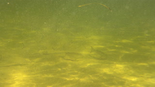 Underwater video Snorkeling Fish