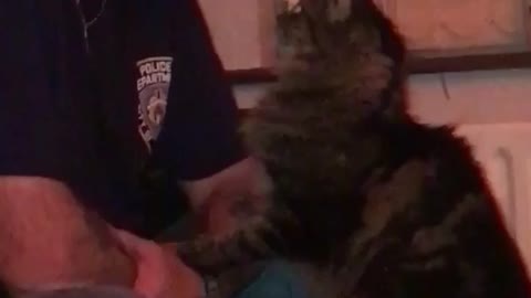 Grey cat gives old man kiss