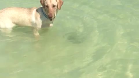 Extremely talented doggy catches her first fish