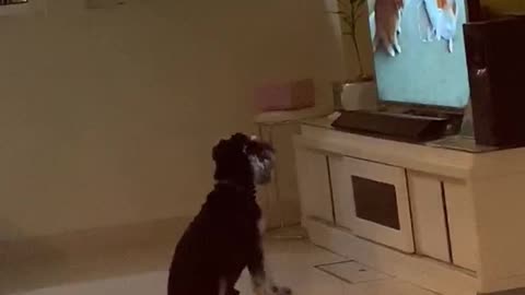 Cute Mini Schnauzer watching animals video