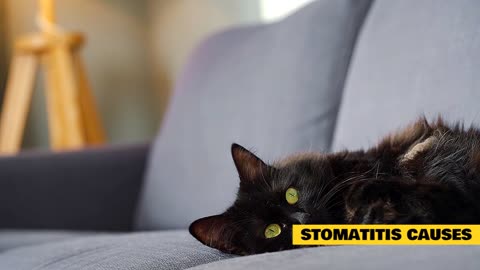 Cat 101: Stomatitis in Cats