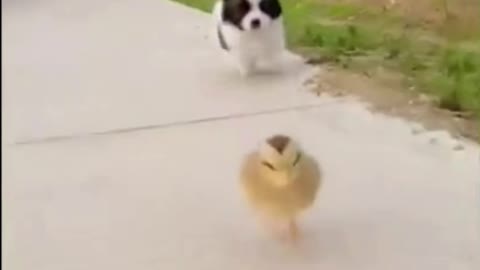 Cute puppie running with cute baby chick.
