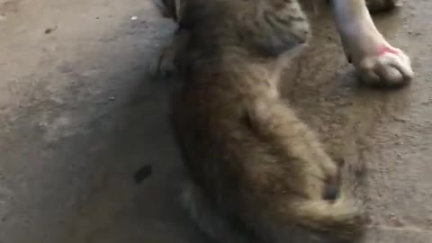 dogs breastfeeding cat