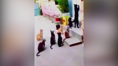 Cat you will remember and LAUGH all day! 😂Funny Cats Videos #cat #cute #funny #pets