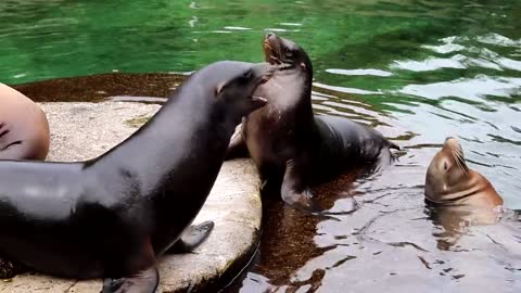 Seal Fight
