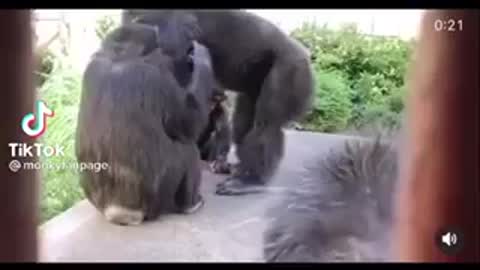 Monkey kisses wife