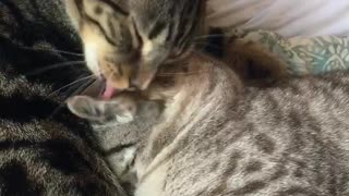 Grooming Cats