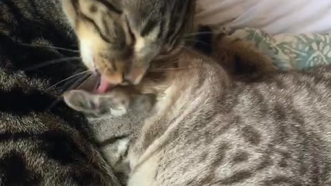 Grooming Cats