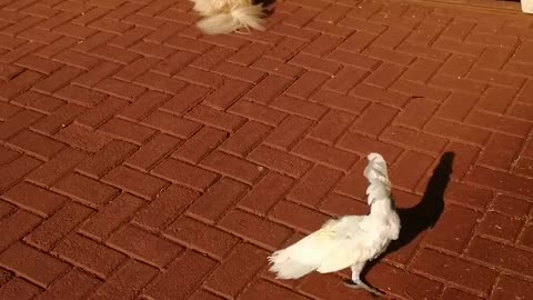 Barking Bird Guards The House Like A Dog