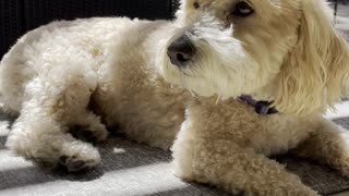 Fluffy Dog Enjoys Summer Sun