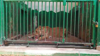 How Female Lions Treat Their Meat Daily