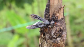 Macro Insect Wasp cleans out his arms