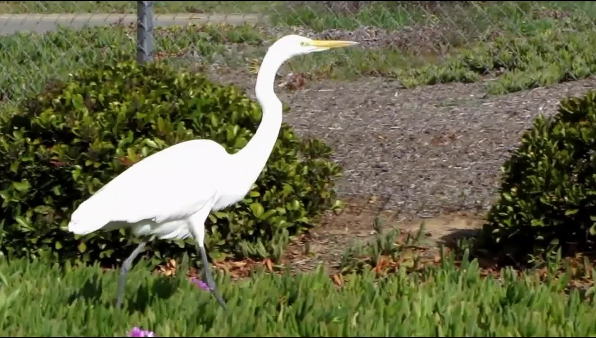 crane-egret-or-heron-what-s-the-difference