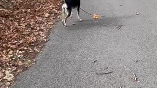 Small dog big stick