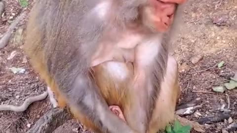 Cute monkey videos baby 😍 Funny Monkey Baby 😍 Newborn Monkey Baby