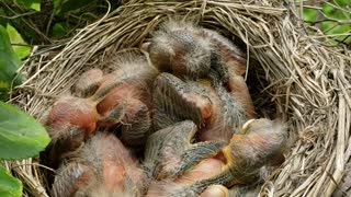 Baby Chicks in Nest
