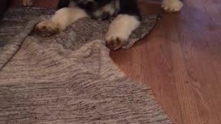 Black white dog tries to bite his collar off and ends up jumping around