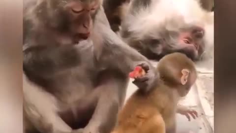 Incredible Animal Love