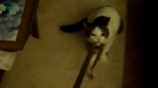 Cat doesn't like getting pulled by leash