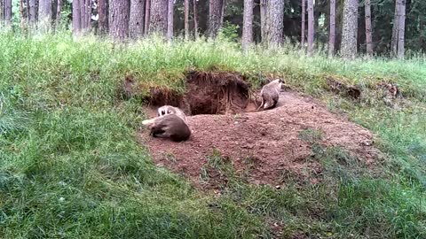 The Playing Moment of European Badgers