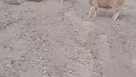 Two bully fighting