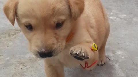 Labrador puppy is in a mood of fight.