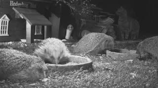 Cat joins the hedgehog dinner party