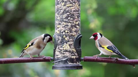 thistle Birds That Eat Nyjer