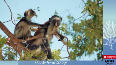 Happy Monkeys Eating on the Tree::Adorable Critters