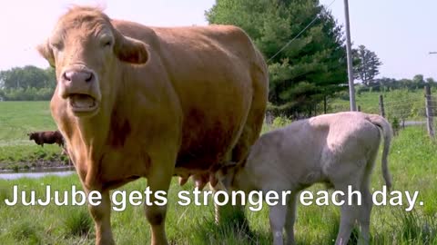 Trusting mother cow allows calf with disability to be given a sponge