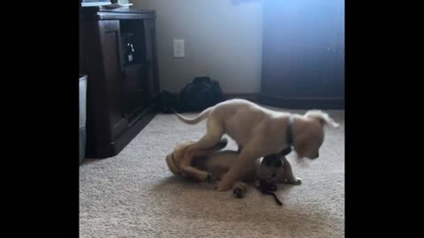 Golden retriever puppies wrestling.