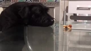 Hungry puppy !!!