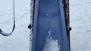 Curious Kitty Slips Off Snow Filled Slide