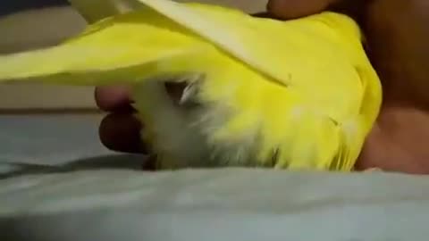 Budgie lays an egg