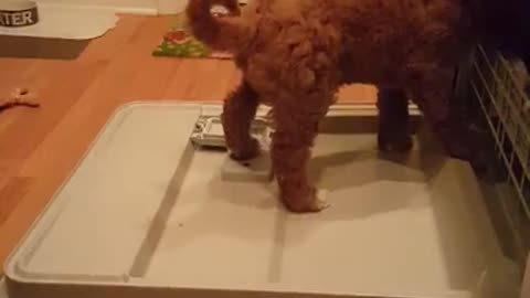 Collab copyright protection - cute brown labradoodle on dishwasher