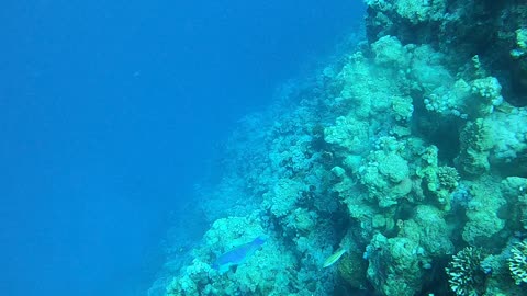 Coral reef and water plants in the Red Sea, Dahab, blue lagoon Sinai Egypt 14