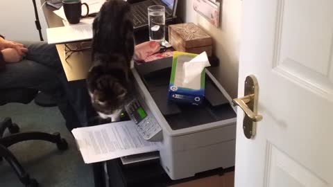 Cat vs Printer - Zio takes on the HP Officeject 6310