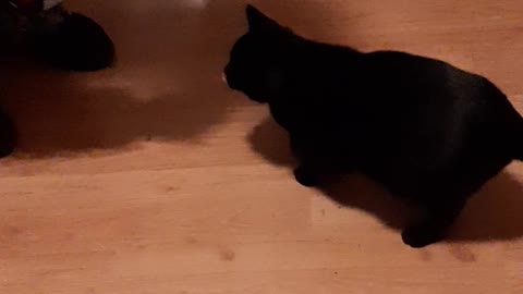 3 Cat Tricks in Under 30 Seconds!