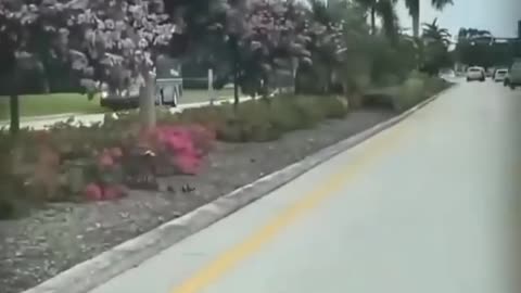 Mama DUCK and her Adorable children cross safety