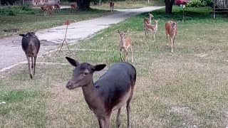 DEER