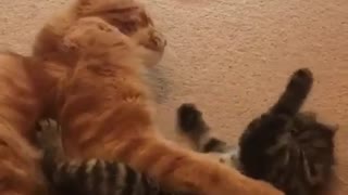 Litttle Kitten Playing With Her Big Daddy