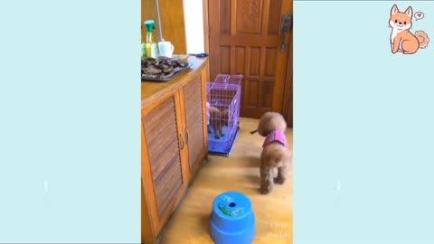 Cute puppies compilation 😍😍 that I can watched it all day