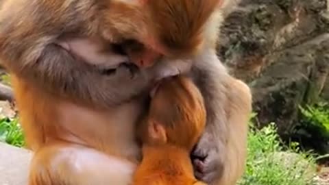 Monkey mom taking care of her baby🙊❤️