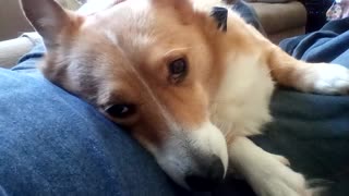 I'm a corgi pillow