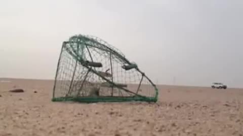 How to catch hawks in the desert