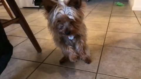 Slow Mo Yorky plays with i-fetch