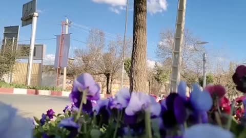 A beautiful clip of beautiful flowers in a beautiful city