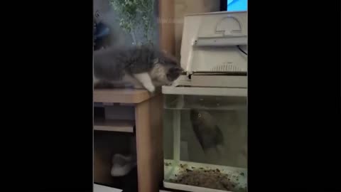 Fish bites cat thought amazing video