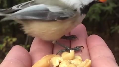 Black-capped chick hande in slow motion