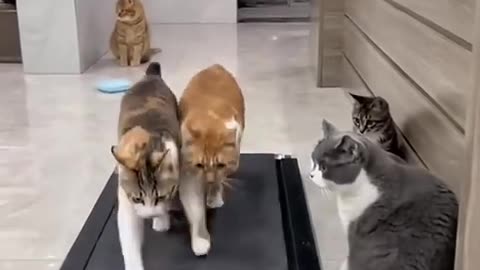 Cats walking on a treadmill